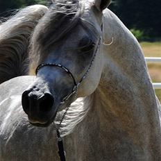 Arabisk fuldblod (OX) WML Wahed (Scid/CA - fri)