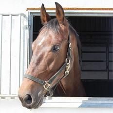 Anden særlig race Felix Julius