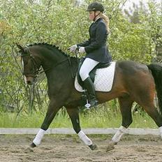 Dansk Varmblod Sputnik (solgt)