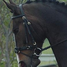 Dansk Varmblod Sputnik (solgt)