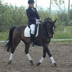 Dansk Varmblod Sputnik (solgt)