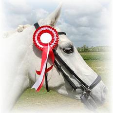 Arabisk fuldblod (OX) Chena OX 1920 *DØD †*