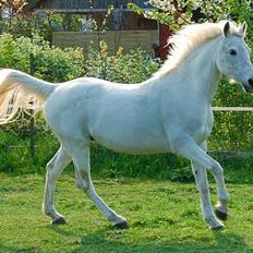 Arabisk fuldblod (OX) Chena OX 1920 *DØD †*