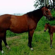 Dansk Varmblod Zaphir DH 4329 - RIP 