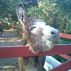 Anden særlig race mogens