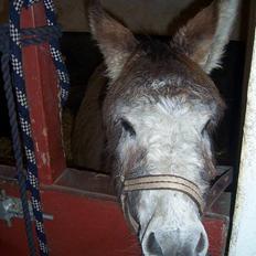 Anden særlig race mogens