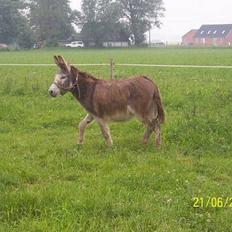 Anden særlig race mogens