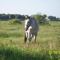 Sportsaraber (A) Balou