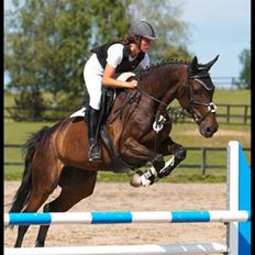 Dansk Varmblod Kløvers Luna