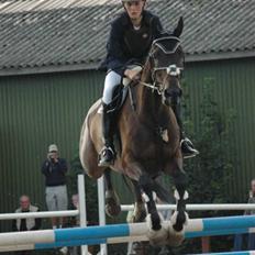 Dansk Varmblod Kløvers Luna