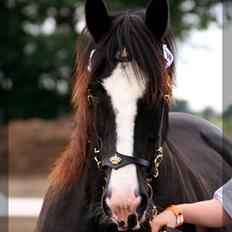Irish Cob Crossbreed Morrigan STER & CHAMPION