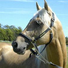 Palomino Stargold´s Kaliph