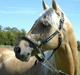 Palomino Stargold´s Kaliph