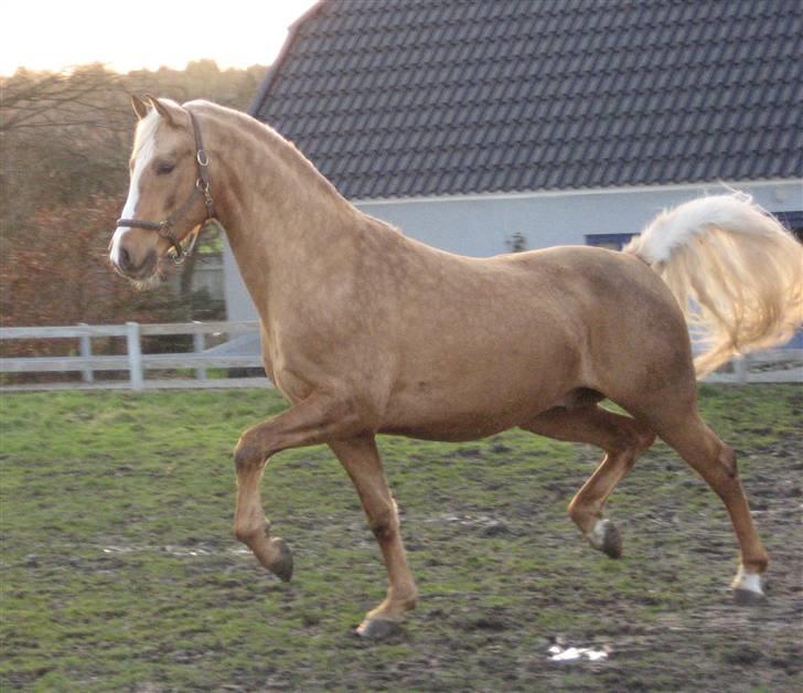 Palomino King's knight - Der er kommet ny hest og man skal op og hilse =)          billede 14