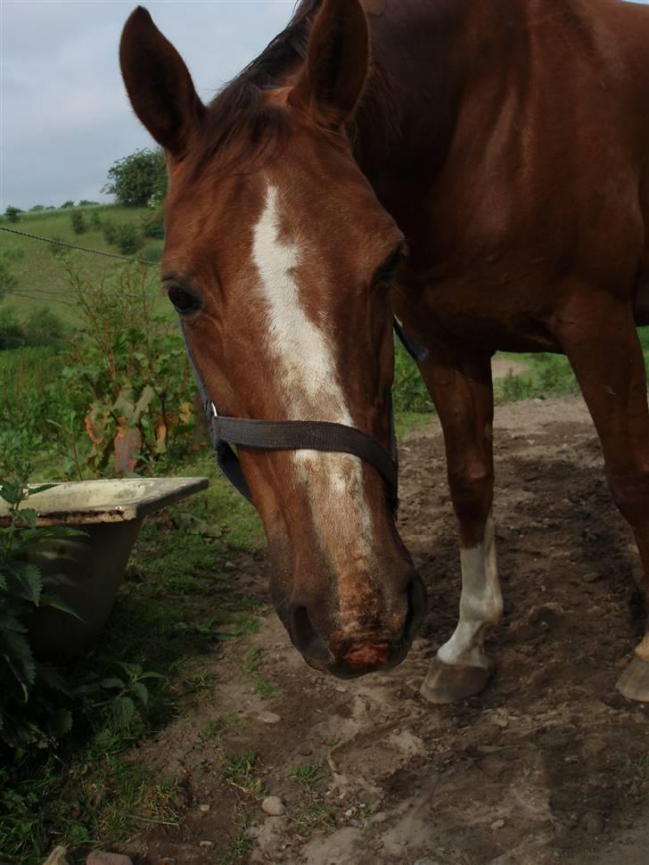 Dansk Varmblod Delacy Harkjær DH - Hun blev lige forelsket i en sliksten (gris) billede 10