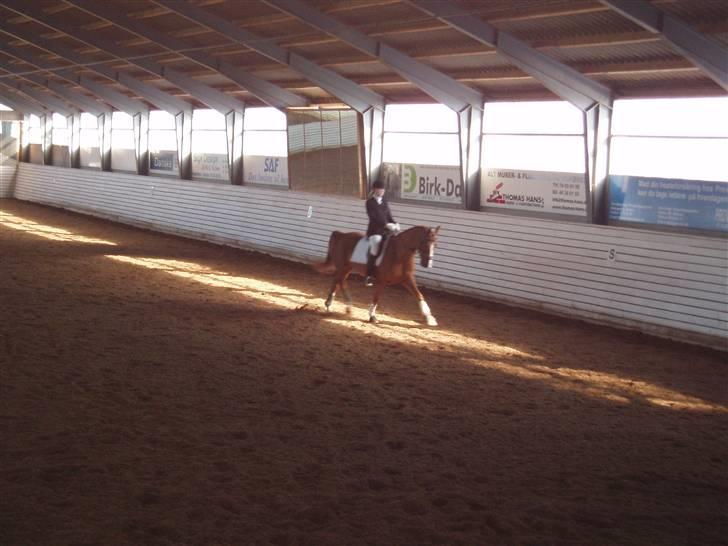 Dansk Varmblod Delacy Harkjær DH - Dressur fra 14. okt. 2007 "klubmesterskab" billede 11