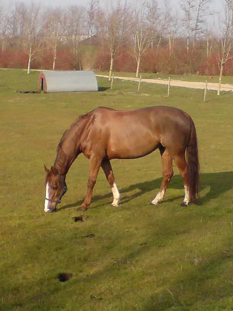 Dansk Varmblod Delacy Harkjær DH - På fold hos svigerforælderne billede 12