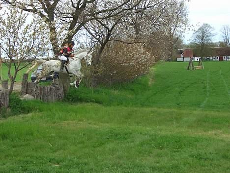 Anden særlig race Shadow - Landsstævne military "pony debutant" billede 10