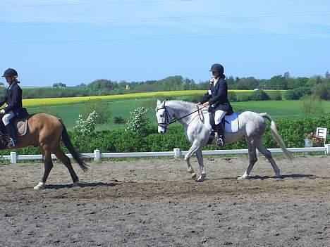 Anden særlig race Shadow - distriktsmesterskaberne i dressur. (LA2) blev nr. 3;P billede 11