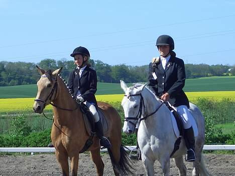 Anden særlig race Shadow - Shadow, med sin bror Simba ved siden af. billede 12