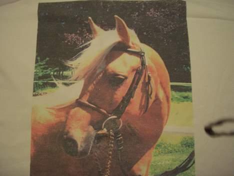 Anden særlig race Shadow - Shadows far, Rundhøjs Mandarin(: billede 13