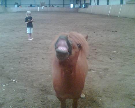 Shetlænder Magic Flame Zigzag <3 - Må jeg ikk få et kys moar? billede 16