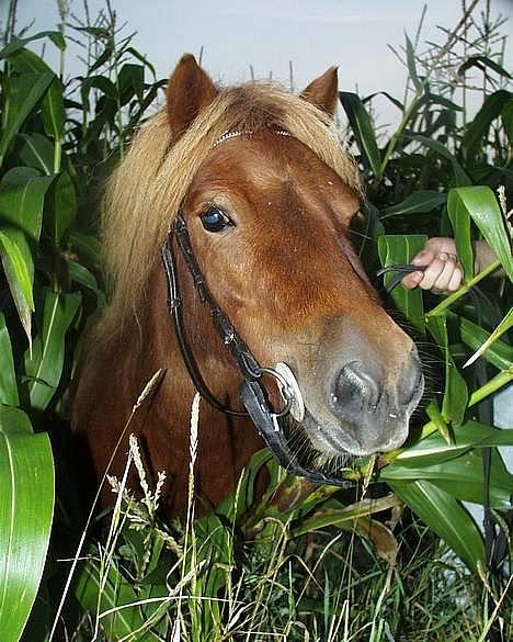 Shetlænder Magic Flame Zigzag <3 - UPS - Zigzag har vist udforsket en majsmark! billede 17