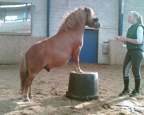 Shetlænder Magic Flame Zigzag <3 - Er han ikk bare sød? Vores "spandetricks" billede 18