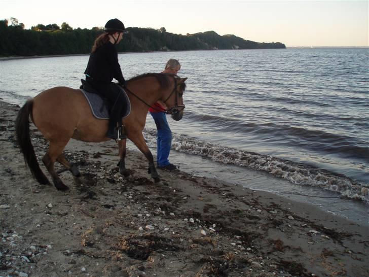 Anden særlig race Frydenhøjs Freja - Freja ved vandet hehe ;) 08 2008 :) billede 4