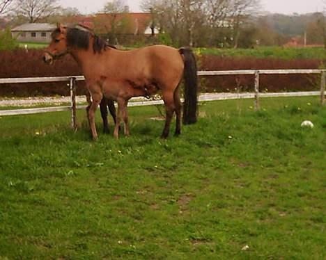 Anden særlig race Frydenhøjs Freja billede 5