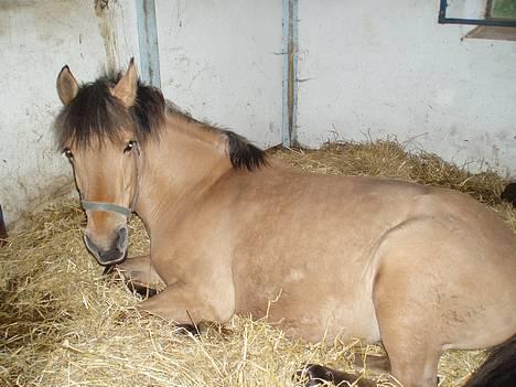 Anden særlig race Frydenhøjs Freja - "Jeg tager mig lige en lille lur nu" 15 maj 06 billede 8