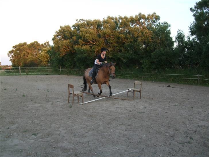 Anden særlig race Frydenhøjs Freja - Freja springer i august 08 :) billede 9