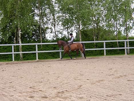 Dansk Varmblod Chivas billede 15