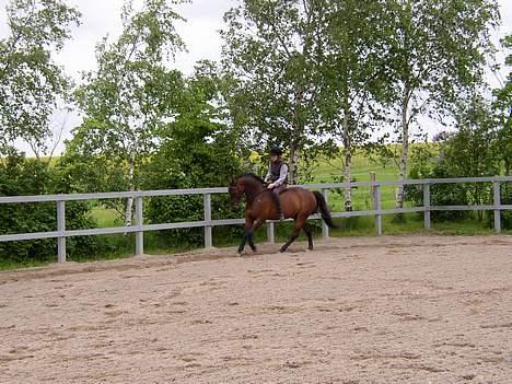 Dansk Varmblod Chivas billede 16