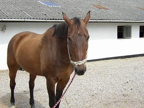Dansk Varmblod Chivas - ej mor hold nu op, jeg er smuk! billede 17