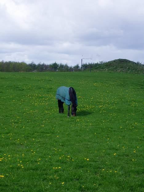 Oldenborg Unette - RIP - - Unette på forårsgræs i 2005. billede 3