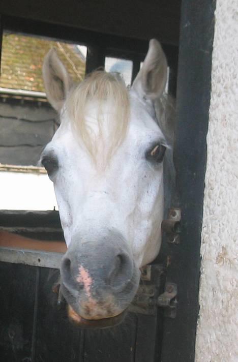 Welsh Pony (sec B) Lyngvejens Agent - Lyngvejens Agent  billede 1