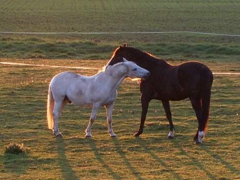 Trakehner Katuska/ †aflivet† billede 17