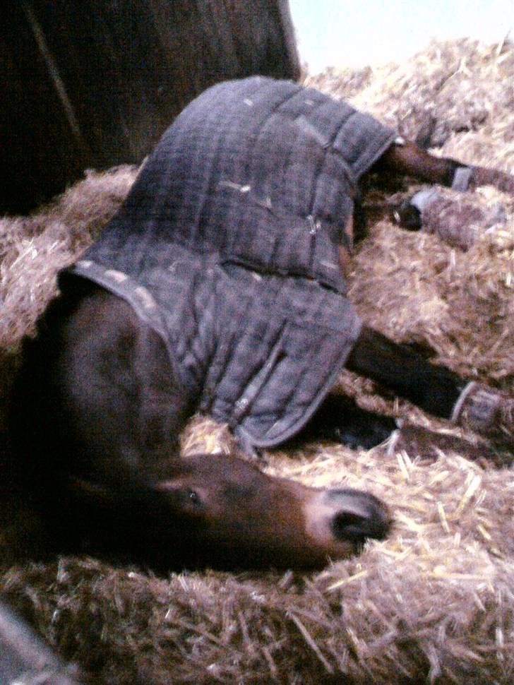 Anden særlig race Hannibal <3 - 6) meget syge Hanse <3  billede 6