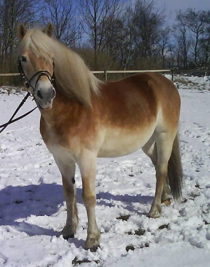 Haflinger MISTRAL (MALAWI) - Mistral i sneen:P billede 13