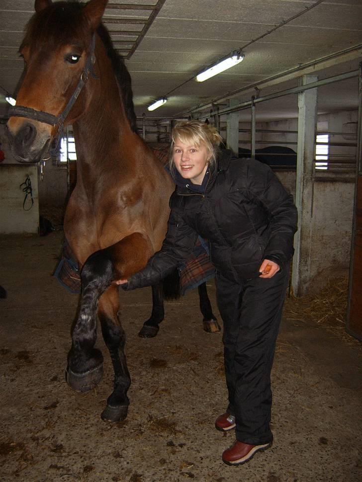 Anden særlig race Hannibal <3 - 17) CIRKUS HESTEN ! :D billede 17