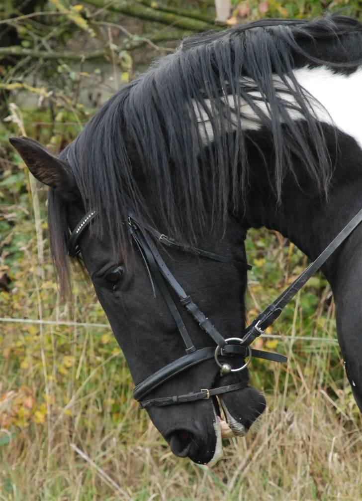 Pinto Gipsy  - se lige en smuksak :) billede 9