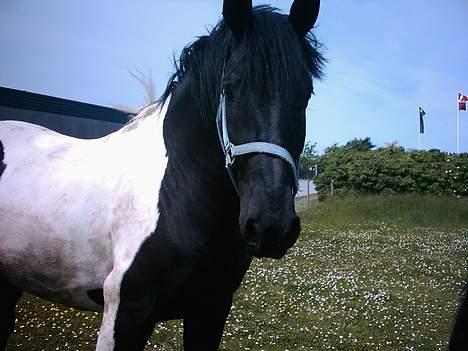 Pinto Gipsy  billede 10