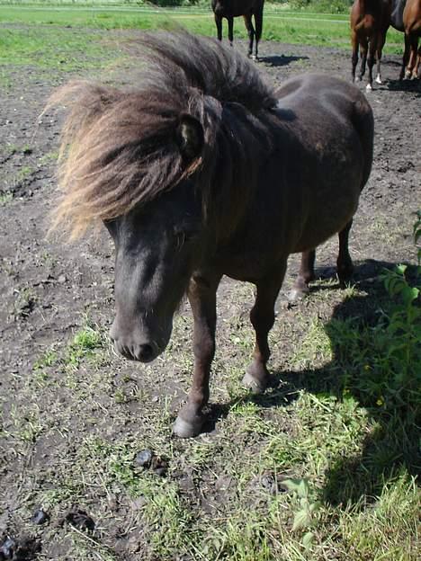 Shetlænder Balder RIP - Balder i vindene :) d.7/6 o5  billede 4