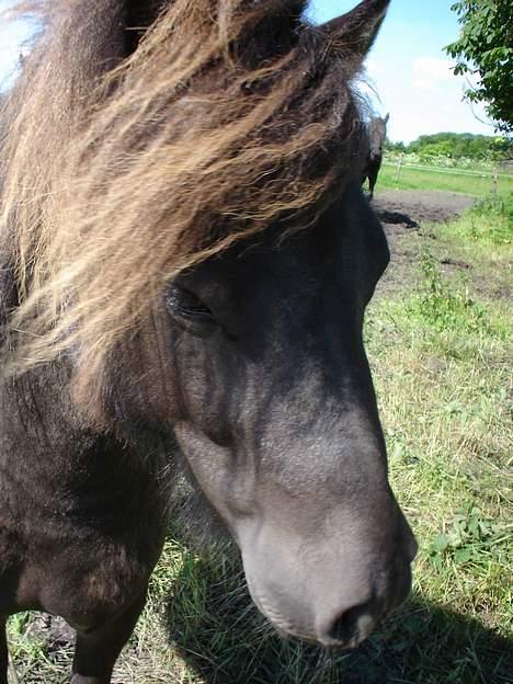 Shetlænder Balder RIP - Halløj ..  billede 5