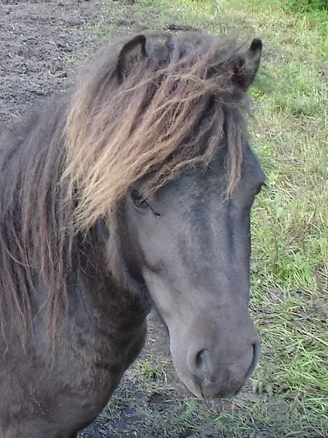 Shetlænder Balder RIP - hej hej billede 6