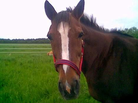 Traver Filur - Filur på marken... billede 2