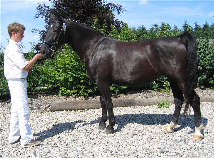 Oldenborg Bessie af Bækkeskov - *NYT* Fra d. 15. juli 2007 - Bessie til kåring i Ringsted billede 1