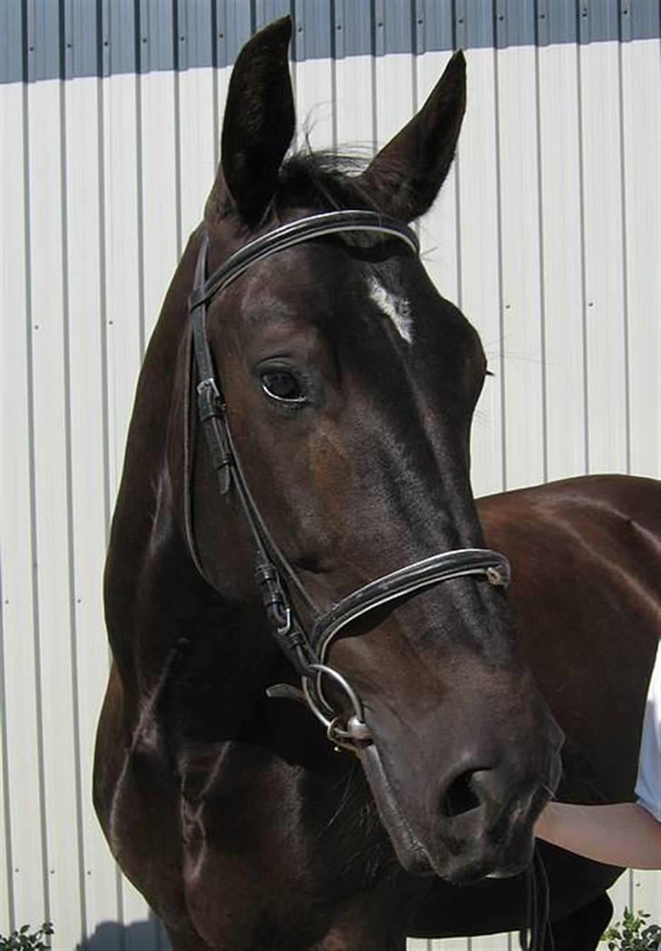 Oldenborg Bessie af Bækkeskov - Fra d. 31. juli 2005 - Smukke hest :-) billede 2