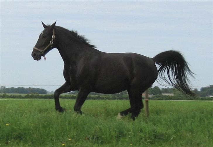 Oldenborg Bessie af Bækkeskov - *NYT* Fra d. 3. juni 2007 - Bessie på folden billede 3